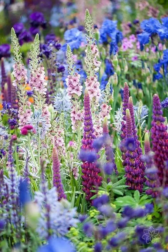 送母親花送幾朵合適_送母親花束圖片大全_送母親花送什么