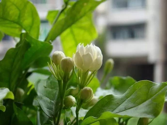 送母親花送幾朵合適_送母親花送什么_送母親花束圖片大全