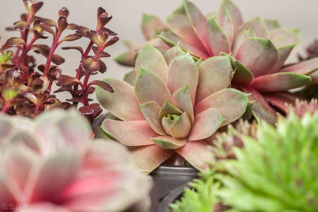 多肉的花怎么種植_種植多肉花盆多大比較好養(yǎng)_種植多肉花盆選擇