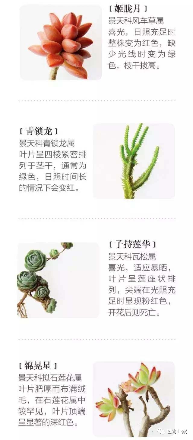 一種植物多肉_種植物多肉的觀察日記_種植物多肉的花盆和那些大彩鋼