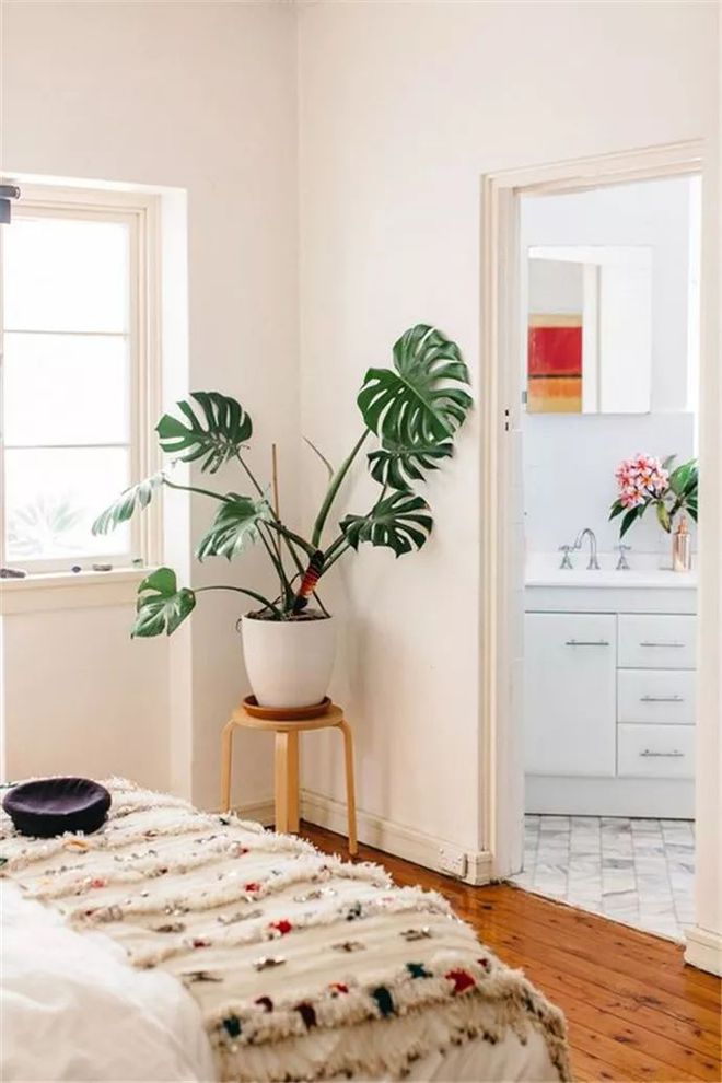床頭柜放什么綠植好_床頭柜適合擺植物嗎_床頭柜適合放綠蘿嗎