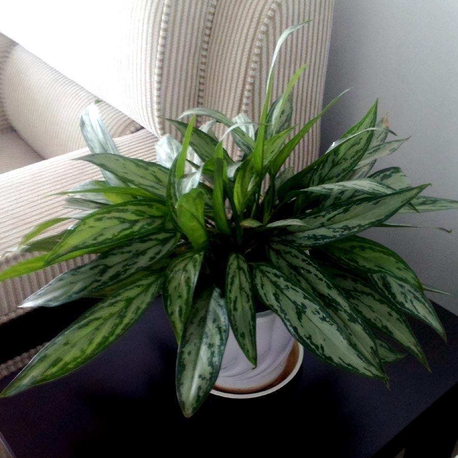 好養(yǎng)的大型綠植_養(yǎng)大型綠植好還是小型_大型綠植好養(yǎng)活