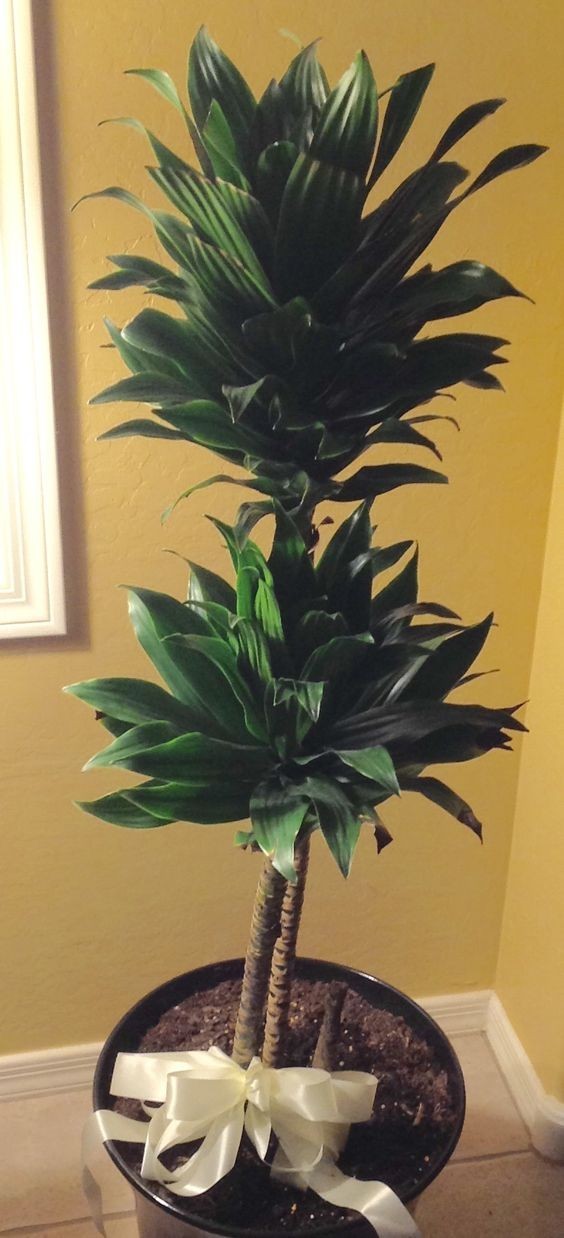 大型綠植好養(yǎng)活_養(yǎng)大型綠植好還是小型_好養(yǎng)的大型綠植