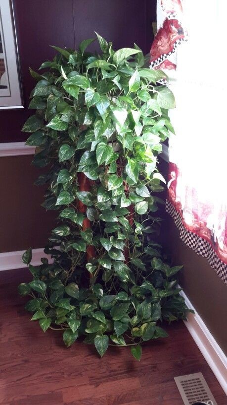 養(yǎng)大型綠植好還是小型_大型綠植好養(yǎng)活_好養(yǎng)的大型綠植