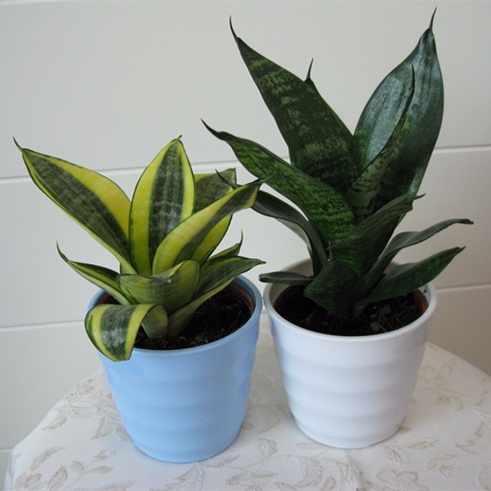 大型綠植好養(yǎng)活_養(yǎng)大型綠植好還是小型_好養(yǎng)的大型綠植