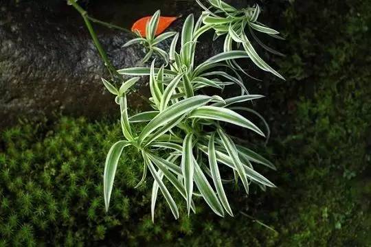 好養(yǎng)的大型綠植_養(yǎng)大型綠植好還是小型_大型綠植好養(yǎng)活