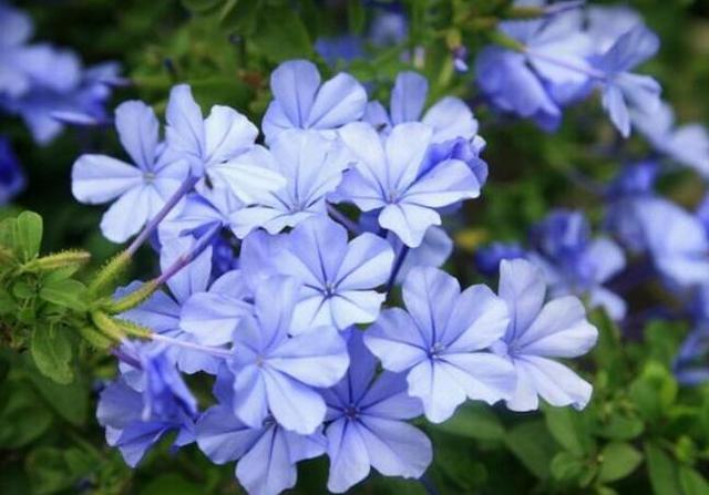 適合家里擺放的綠植_家里適合放什么綠植_適合家里的綠植