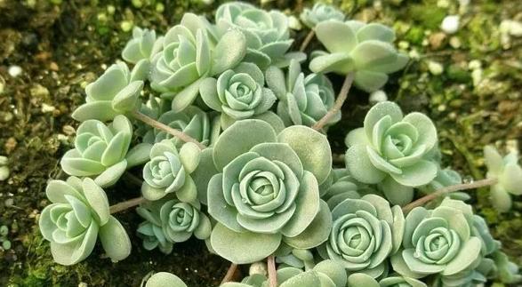 推薦生長速度快、最容易爆盆的十二種多肉，美麗至極，新手必入！