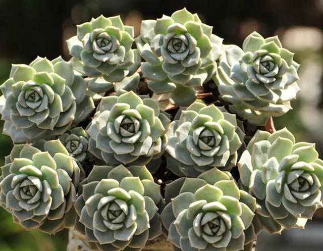 植物多肉100字作文_植物多肉的圖片_多肉植物100