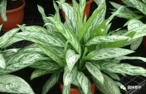 巴西木開花什么樣_開花的巴西木多少錢_開花巴西木圖片