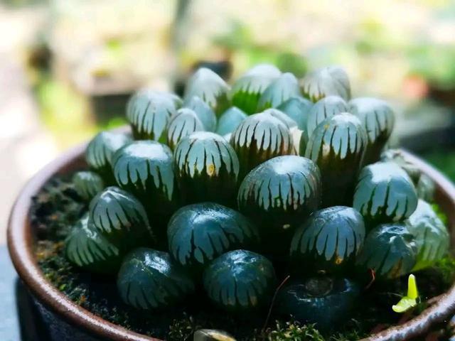 植物多肉是什么樣子的_多肉這種植物長什么樣子_多肉植物樣子介紹