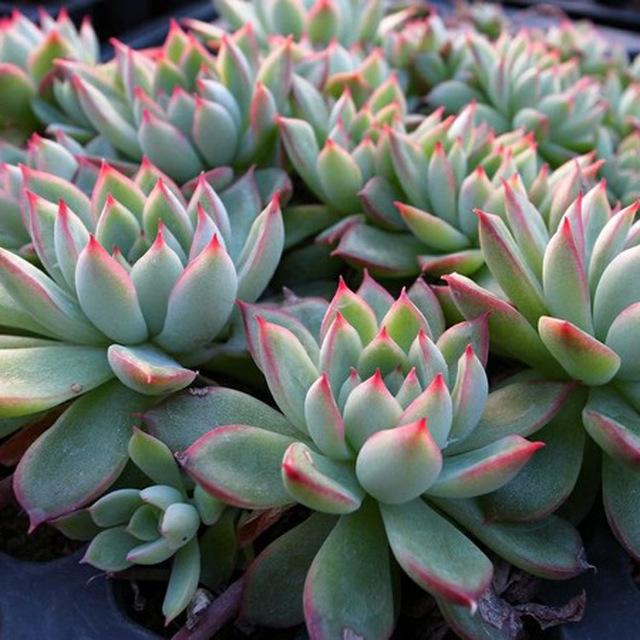 多肉這種植物長什么樣子_植物多肉是什么樣子的_多肉植物樣子介紹