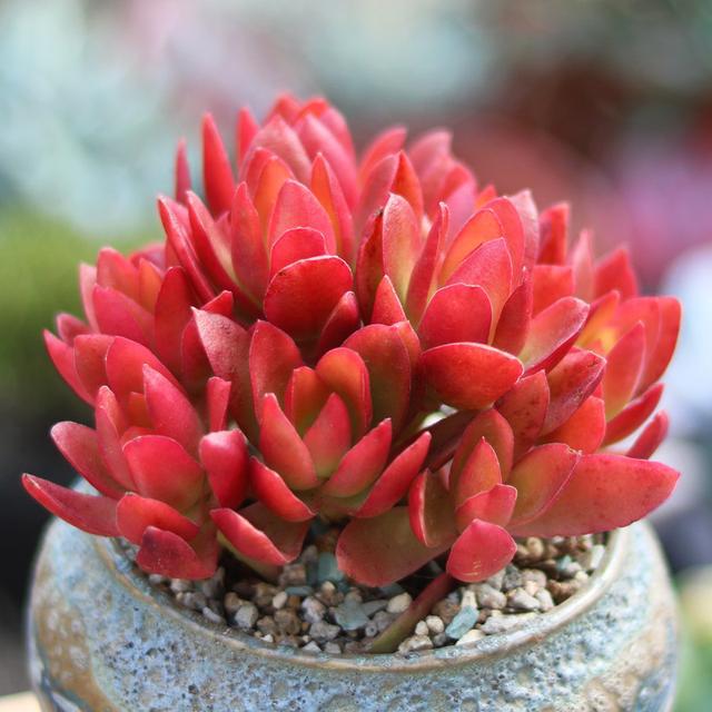 多肉這種植物長什么樣子_植物多肉是什么樣子的_多肉植物樣子介紹