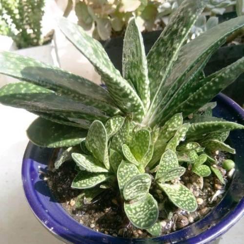 多肉這種植物長什么樣子_植物多肉是什么樣子的_多肉植物樣子介紹