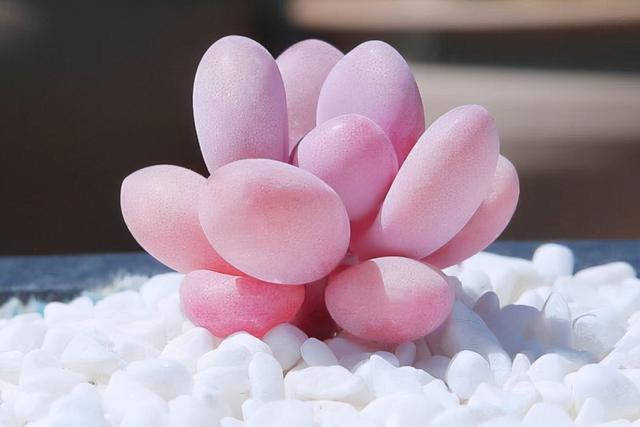 植物多肉是什么樣子的_多肉植物樣子介紹_多肉這種植物長什么樣子