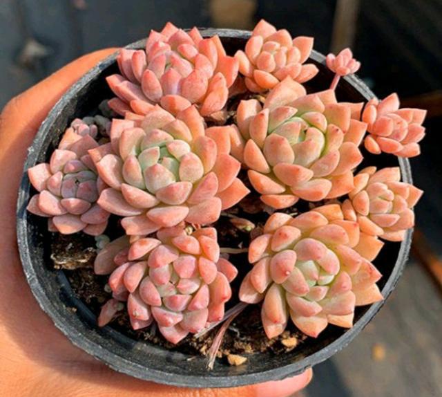 植物多肉是什么樣子的_多肉這種植物長什么樣子_多肉植物樣子介紹