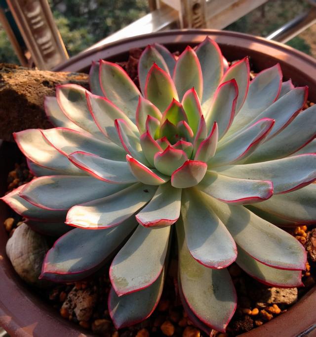 多肉這種植物長什么樣子_植物多肉是什么樣子的_多肉植物樣子介紹