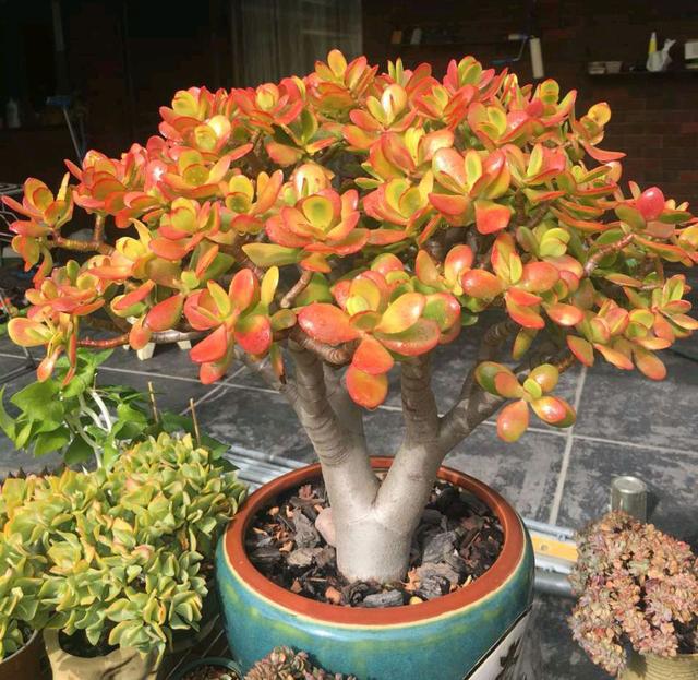 多肉這種植物長什么樣子_多肉植物樣子介紹_植物多肉是什么樣子的