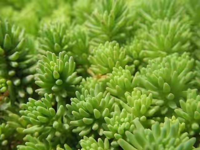 植物多肉是什么樣子的_多肉這種植物長什么樣子_多肉植物樣子介紹