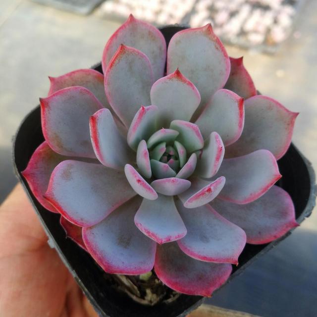 植物多肉是什么樣子的_多肉植物樣子介紹_多肉這種植物長什么樣子