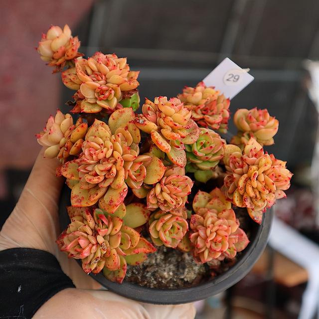 植物多肉是什么樣子的_多肉這種植物長什么樣子_多肉植物樣子介紹