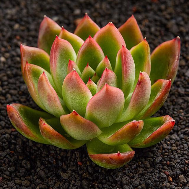 多肉這種植物長什么樣子_植物多肉是什么樣子的_多肉植物樣子介紹