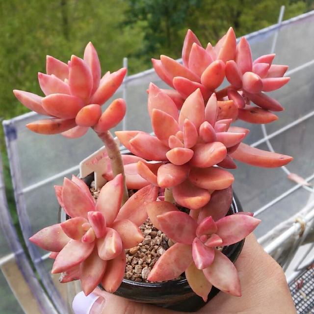 多肉這種植物長什么樣子_植物多肉是什么樣子的_多肉植物樣子介紹