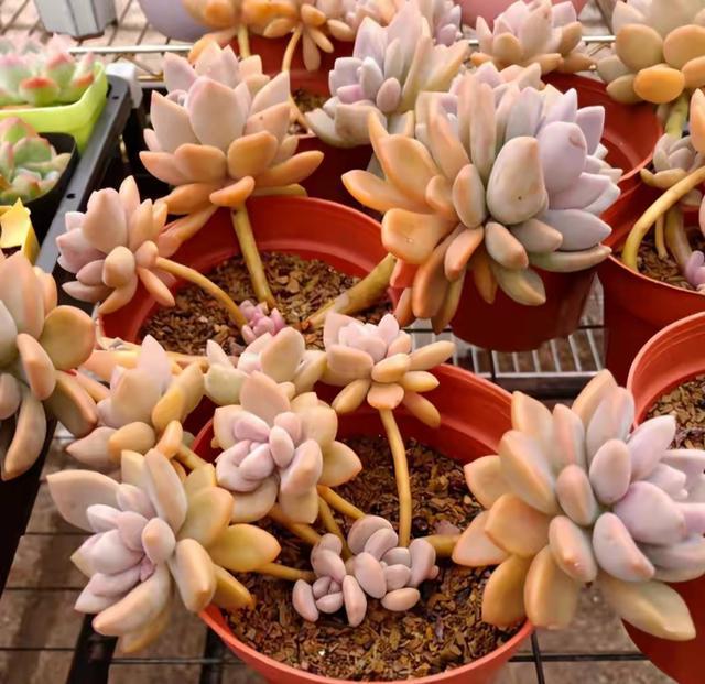 多肉這種植物長什么樣子_多肉植物樣子介紹_植物多肉是什么樣子的