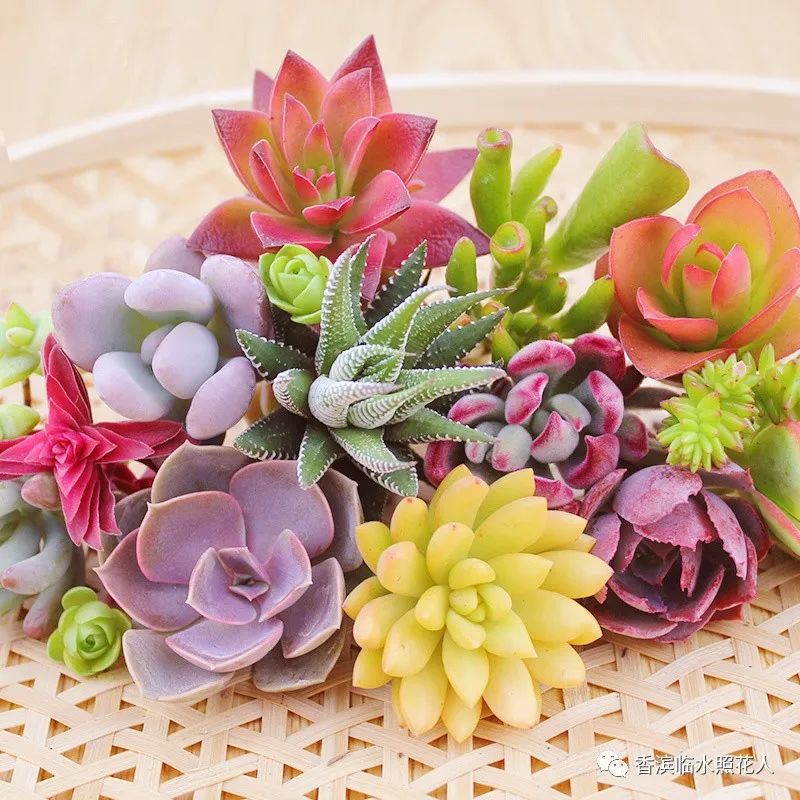 多肉植物是什么樣子的_多肉這種植物長(zhǎng)什么樣子_多肉植物樣子介紹