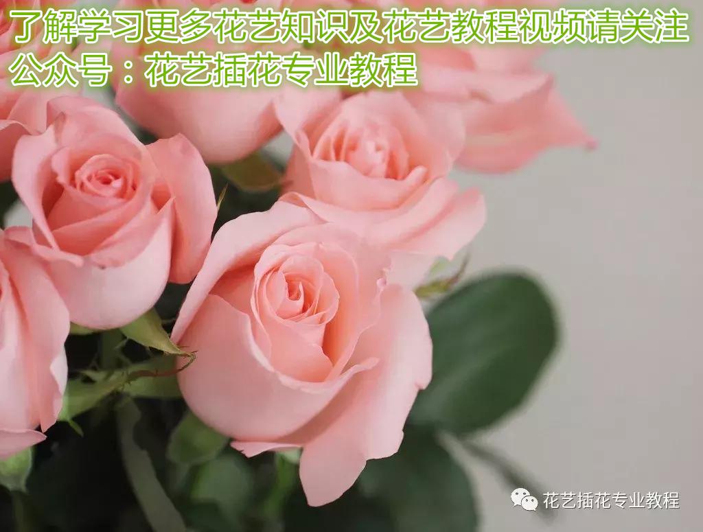 給喜歡的人送花，到底該送白玫瑰or紅玫瑰還是香檳玫瑰？