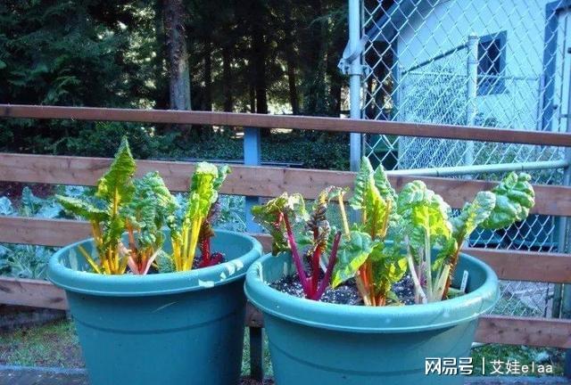 十大耐寒綠植_什么綠植耐寒_能過冬的室內(nèi)耐寒綠植