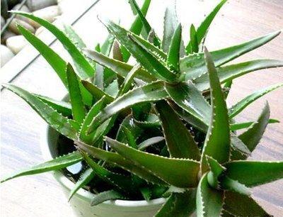 臥室培植養(yǎng)物適合水培的植物_臥室培植養(yǎng)物適合水培嗎_適合臥室養(yǎng)的水培植物