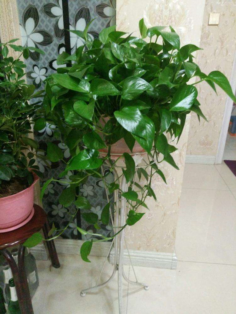 臥室培植養(yǎng)物適合水培的植物_臥室培植養(yǎng)物適合水培嗎_適合臥室養(yǎng)的水培植物