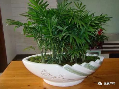 客廳不見陽(yáng)光適合養(yǎng)什么花_客廳陽(yáng)光充足養(yǎng)什么花_客廳養(yǎng)陽(yáng)光適合見花草嗎