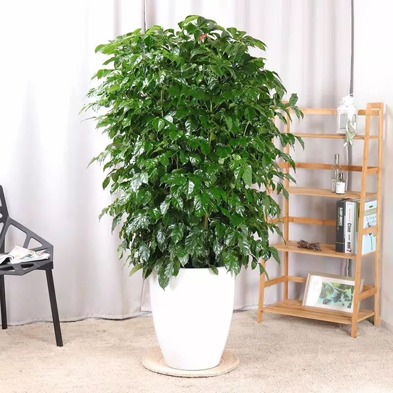 適合過年客廳擺放的6種大型植物，富貴、高級又霸氣！