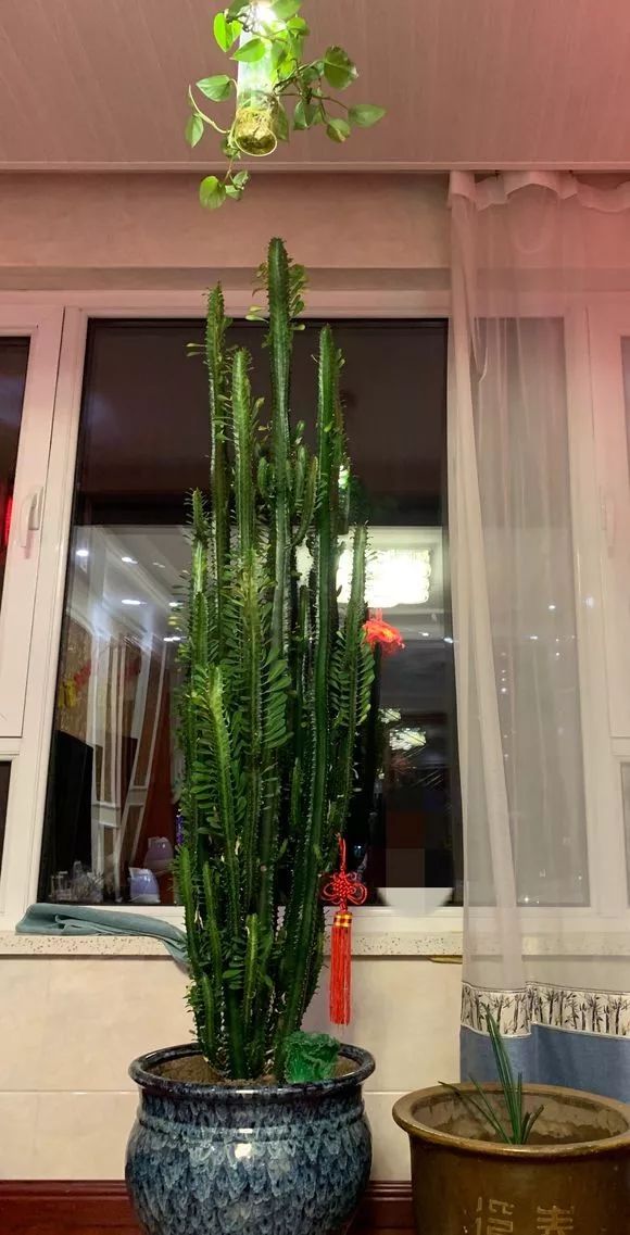 客廳適合擺放的綠植_客廳擺綠植有什么講究_客廳擺放綠植適合什么顏色