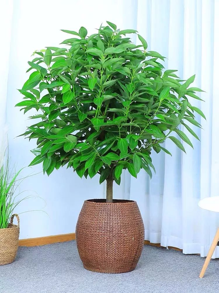 客廳適合擺放的綠植_客廳擺綠植有什么講究_客廳擺放綠植適合什么顏色