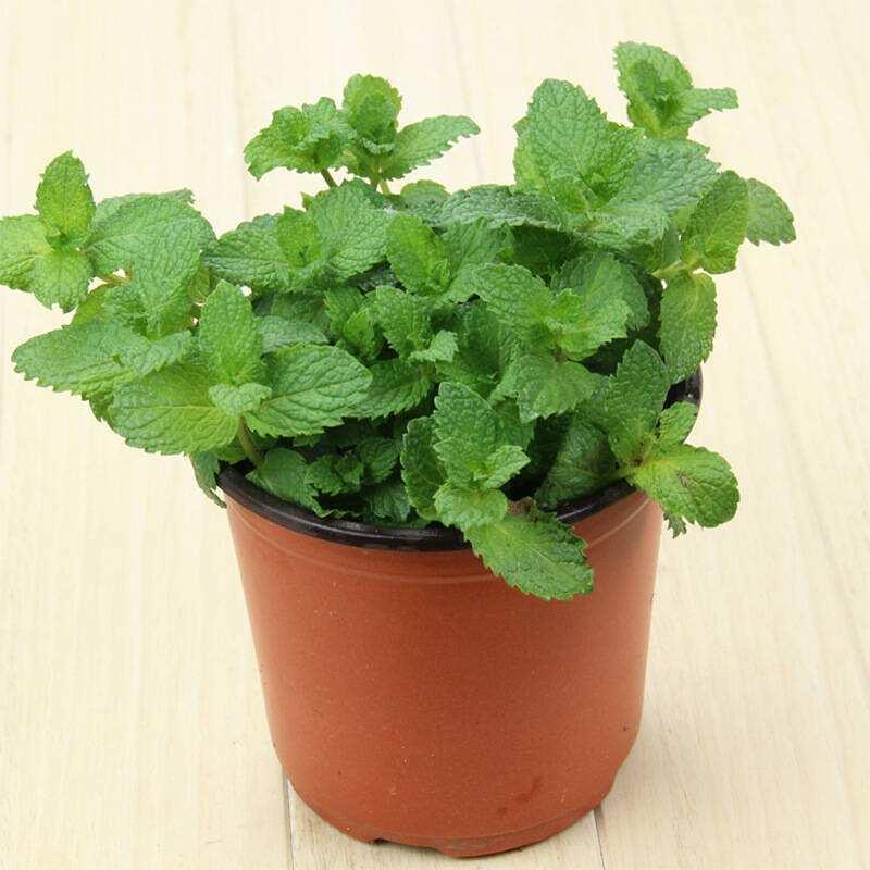 家里養(yǎng)花凈化空氣_室內(nèi)凈化空氣花_屋里養(yǎng)什么花可以凈化空氣