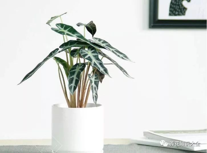 客廳耐寒綠植耐陰還是耐熱_客廳綠植耐寒養(yǎng)什么植物_耐陰耐寒的客廳綠植