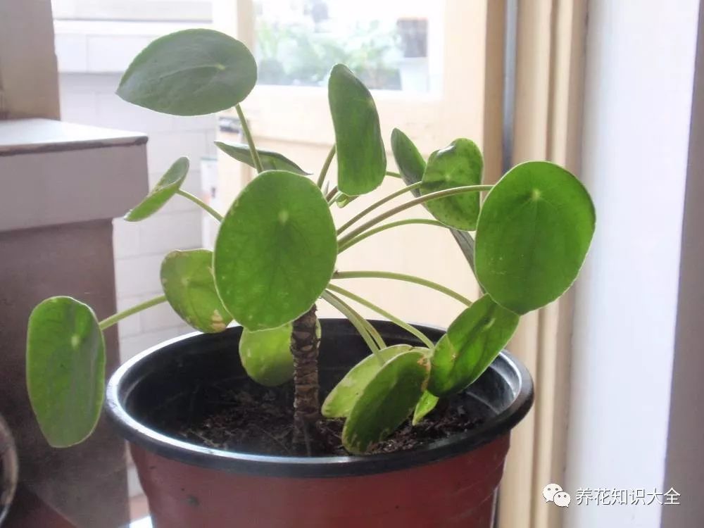 客廳耐寒綠植耐陰還是耐熱_客廳綠植耐寒養(yǎng)什么植物_耐陰耐寒的客廳綠植