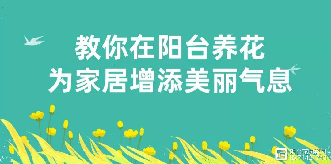 <strong>臥室養(yǎng)花避開這5種，熏得頭暈?zāi)X脹，最容易失眠</strong>