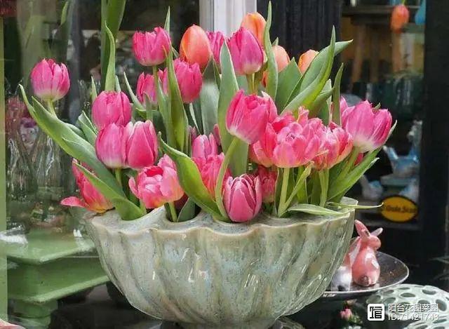 臥室能養(yǎng)花嗎風水_臥室能養(yǎng)花嗎_臥室能養(yǎng)花嗎養(yǎng)什么花