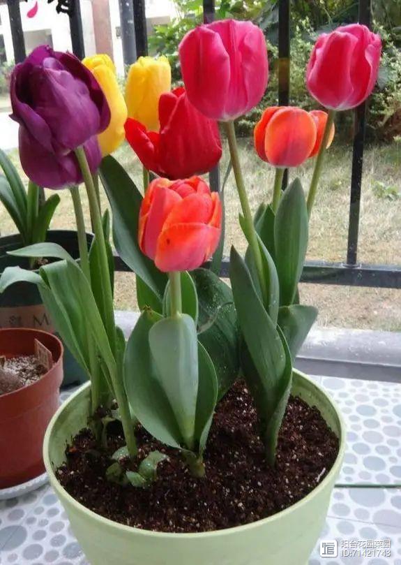 臥室能養(yǎng)花嗎_臥室能養(yǎng)花嗎養(yǎng)什么花_臥室能養(yǎng)花嗎風水