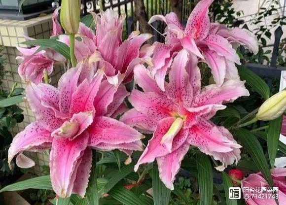 臥室能養(yǎng)花嗎_臥室能養(yǎng)花嗎養(yǎng)什么花_臥室能養(yǎng)花嗎風水