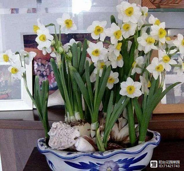 臥室能養(yǎng)花嗎養(yǎng)什么花_臥室能養(yǎng)花嗎_臥室能養(yǎng)花嗎風水