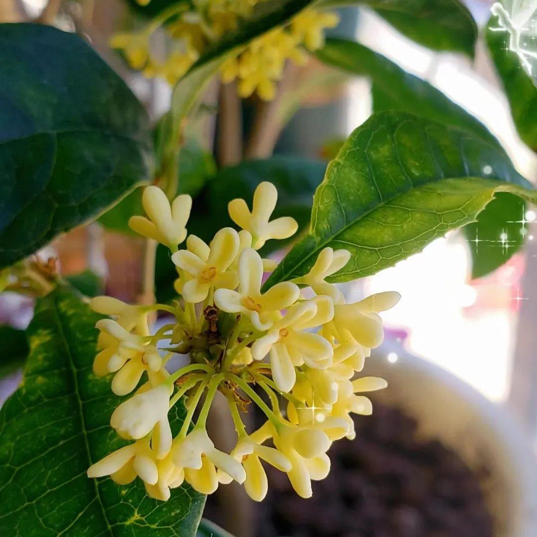 家養(yǎng)香花_什么花又香又漂亮又好養(yǎng)_漂亮養(yǎng)香花好看嗎