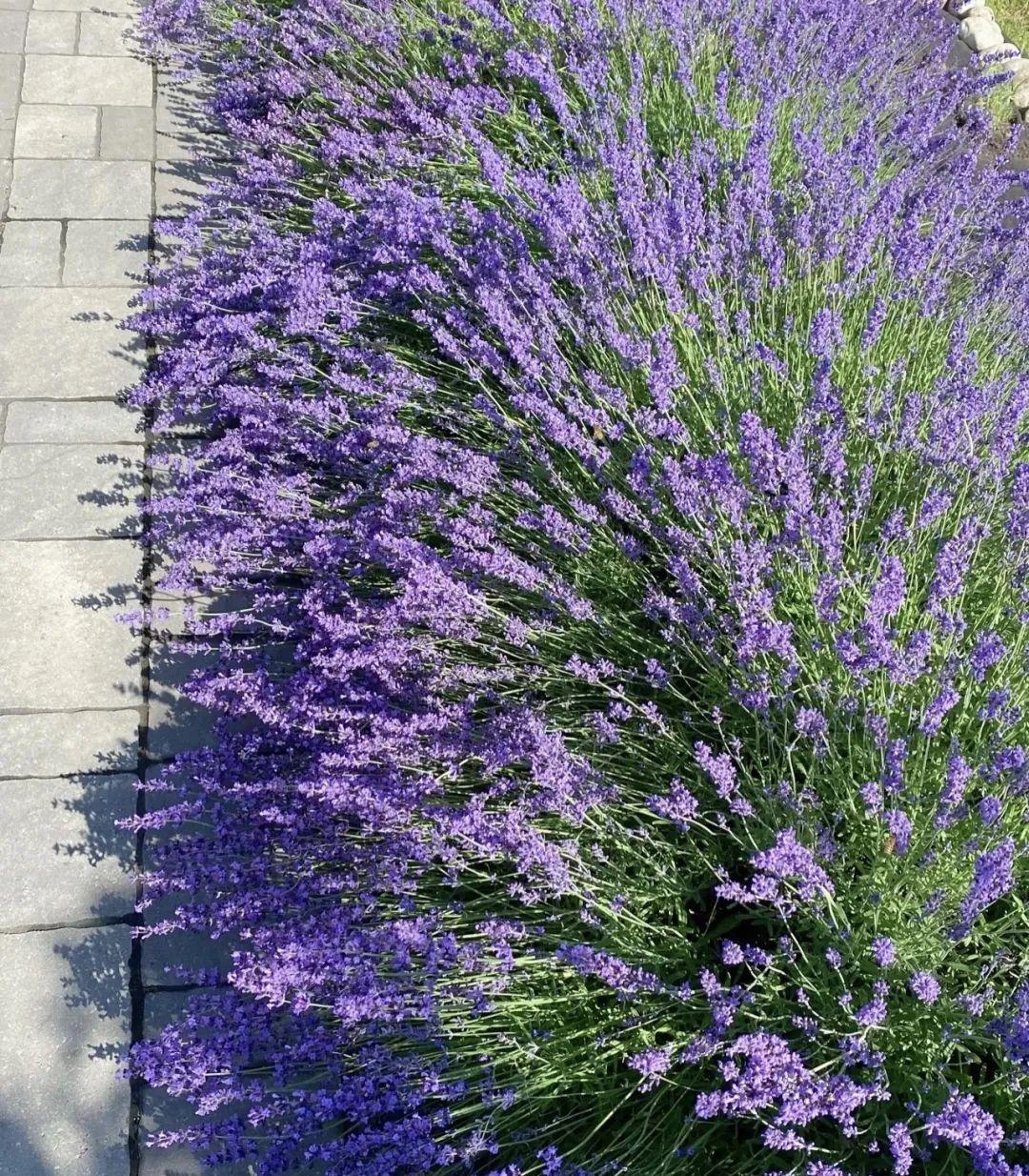 家養(yǎng)香花_什么花又香又漂亮又好養(yǎng)_漂亮養(yǎng)香花好看嗎