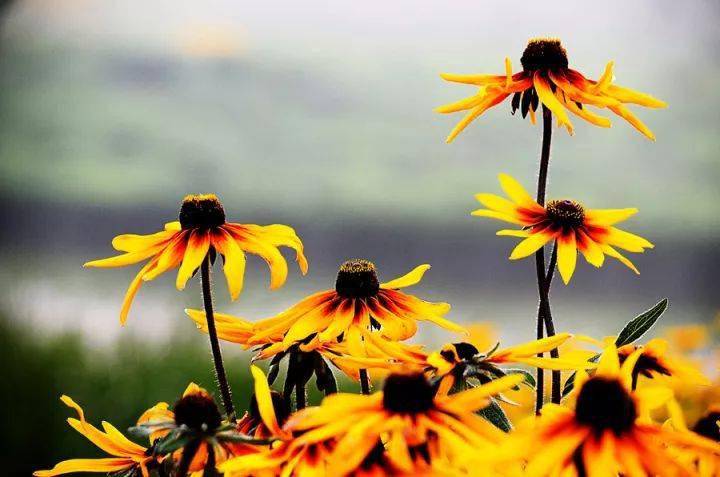 <strong>27種花園常用宿根花卉，你種過幾種？</strong>