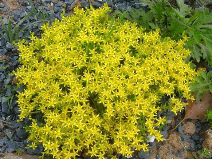 宿根花卉根系_宿根花卉有哪些_花卉宿根是什么意思