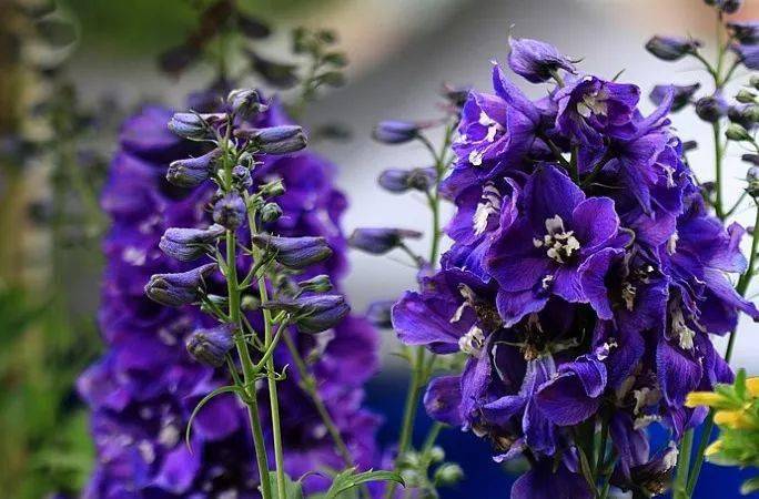 花卉宿根是什么意思_宿根花卉根系_宿根花卉有哪些